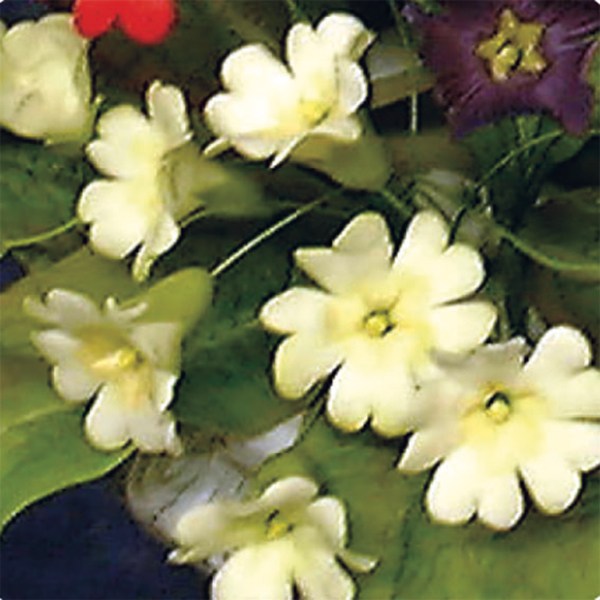 FMM Primrose Cutters (Set 2)