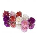 Nurtured in  Norfolk Dried Flowers
