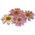 Nurtured in  Norfolk Dried Flowers