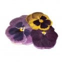 Nurtured in  Norfolk Dried Flowers