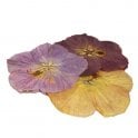 Nurtured in  Norfolk Dried Flowers
