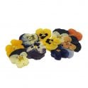 Nurtured in  Norfolk Dried Flowers