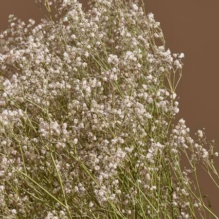 Dried Gypsophilia