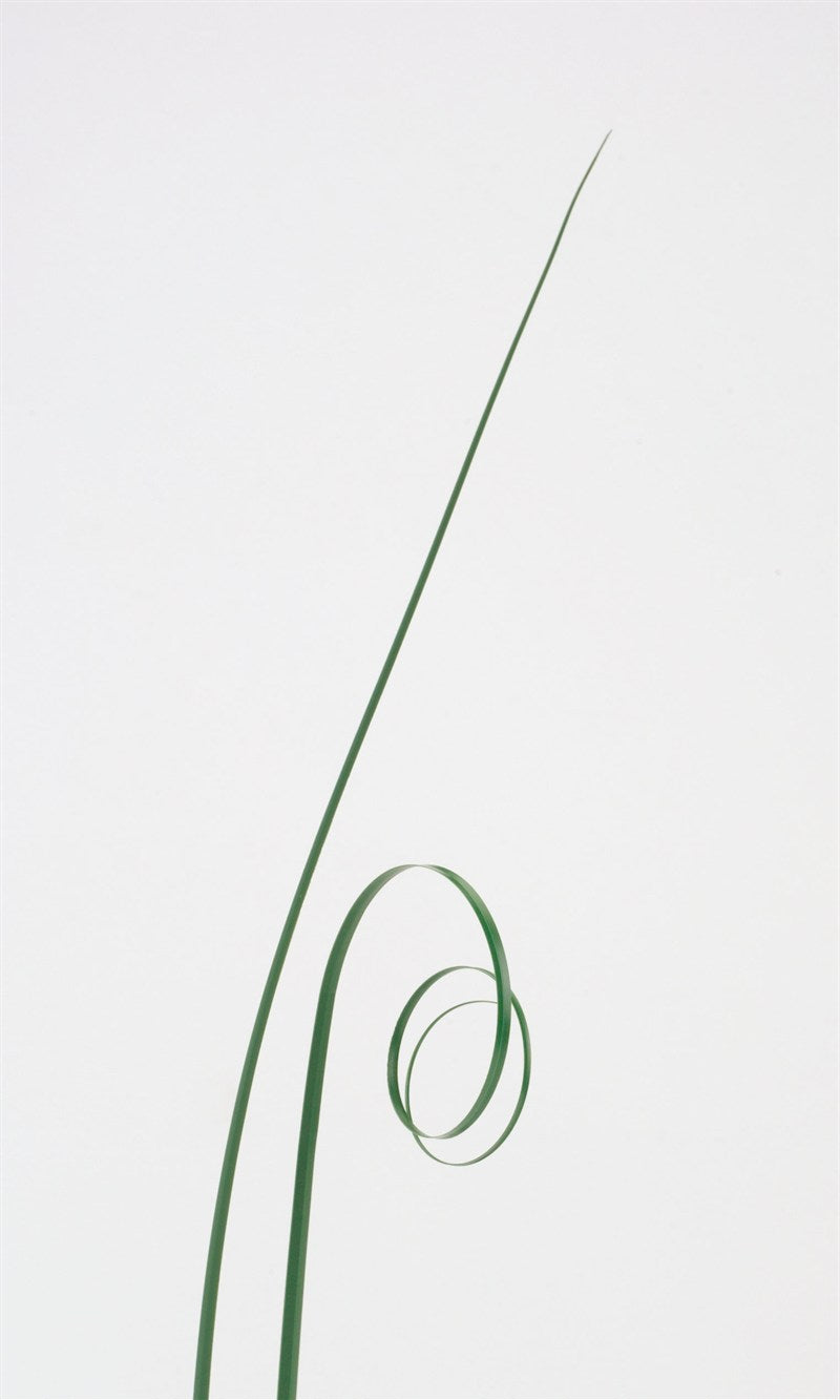 Bear Grass